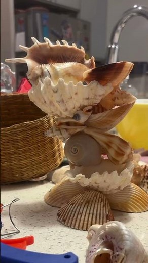 DIY Seashell Jewelry Holder | No Tools, Just Hot Glue!