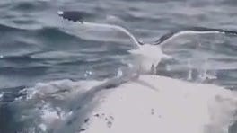 Seagull surfs on the back of a whale in Patagonia