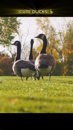 Peaceful Ducks in Lake | Calming Wildlife Footage #shorts