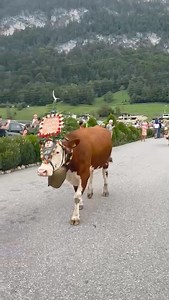 10K views · 196 reactions | #almabtrieb in #kramsach #tirol #austria #oostenrijk. Ben jij of ga jij nog naar een almabtrieb. Deel jouw foto's en of video's in de comment op plaats deze in onze facebookgroep. Mailen mag uiteraard ook. | FANtastisch Oostenrijk | Facebook