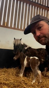 113K views · 4.4K reactions | Two Miniature horse foals were born this morning | Petite Peonys | Facebook