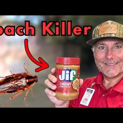 Roaches Everywhere, how pest control gets rid of insect infestations