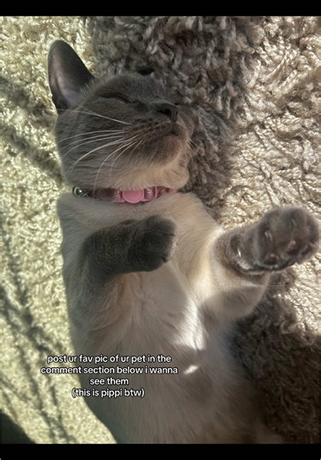 i wanna see lil cutiesssss #eeveepacini #fyp (ps THANKS FOR 10K I’ll post my hair update tomorrow lol)