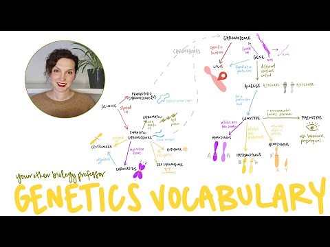 Genetics Vocabulary - A Concept Map