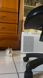 40K views · 1.9K reactions | Sprinting sesame!藍 #fluffy #fuzzy #cuteanimal #rabbit #bunny #pet #rabbitstagram #兔子 # #兔仔 #bunny #babybunny #nomnomnom #socute #animallove #lol #animals #funnypets #pet #nature #cute #funnyanimals #adorable #pets #animal #cutepetclub #adorableanimals | Happy rabit | Facebook