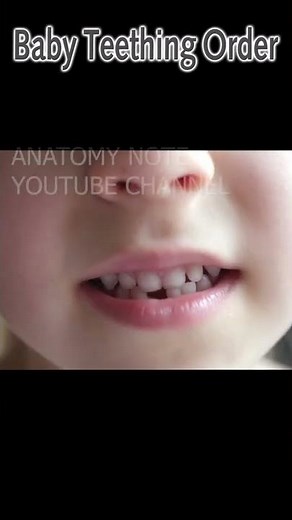 Baby teething order animation | Temporary teeth growth order | Child Teeth timeline chart #shorts
