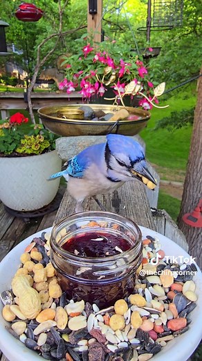 Blue Jay vs. Oriole: Nature's Daily Debate