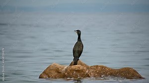 The European shag or common shag (Gulosus aristotelis) is a species of cormorant. Black bird standing on sea rock. Wildlife at the ocean. Bird watching. Static shot, real time, telephoto perspective
