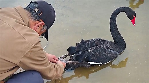 Black swan in trouble draws tourists into action