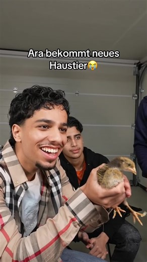 Ara bekommt neues Haustier: Mo Chicken!