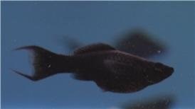 Watch How to Breed Livebearing Tropical Fish on Amazon Live