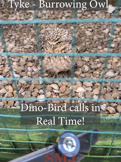 Real-Time Bird Calls Comparison: Owls and Hawks