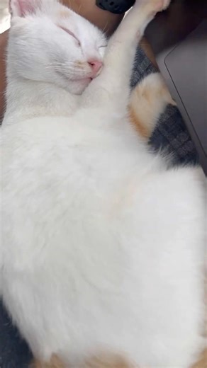 can't move, won't leave my lap #cat #shorts