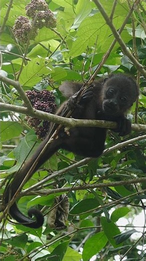 Howler monkey infant, Costa Rica #wildanimals #wildlife #nature #life #animals #shorts #shortvideo