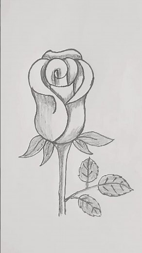 Beautiful rose drawing step by step 🌹#art #pencil #sketch #easydrawing