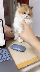 159K views · 2.6K reactions | 4 Reasons Why Your Cat Bites You #CatFacts #WhyCatsBite | Pet lovers | Facebook