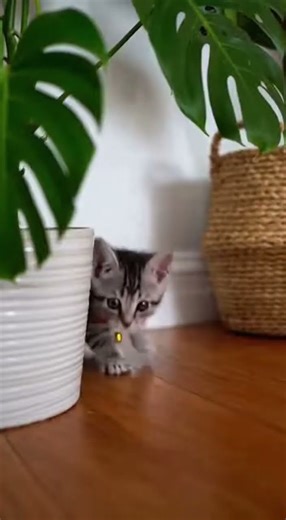 This Corgi Became the Cat’s Shadow… Won’t Leave Its Side 🥹😂