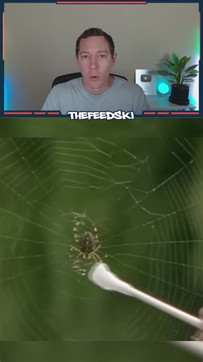 Spiders on Substances: The Effects of LSD and Caffeine