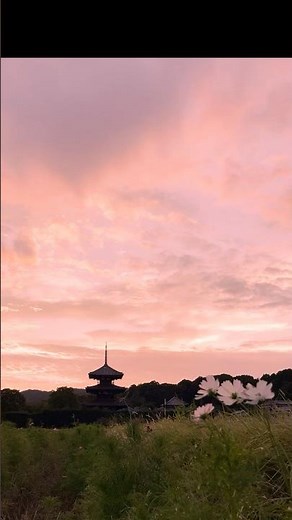 ジッタリン・ジン / コスモス（夕焼け）