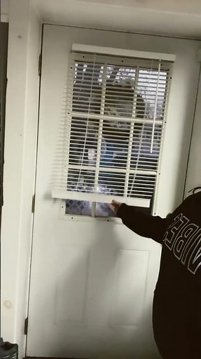 Cordless Mini blind | Inexpensive & quick installation #windowtreatments #homeownership #miniblinds