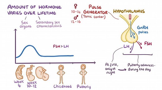 Video: Puberty and Tanner staging - Video Explanation! | Osmosis | Osmosis