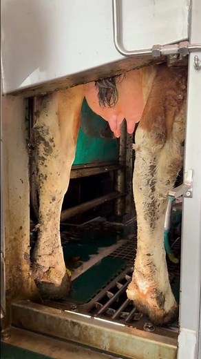 Automatisch melken mit Extra-Option Handansetzen: Der GEA Melkroboter 🐄 #dairyfarming #melkroboter