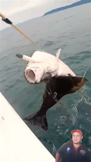GIANT Alaskan Halibut #fish #fishing #cooking #seafood