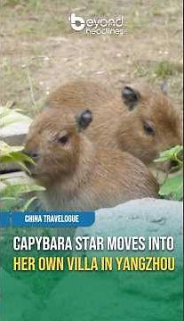 [China Travelogue] Capybara Star Moves Into Her Own Villa in Yangzhou