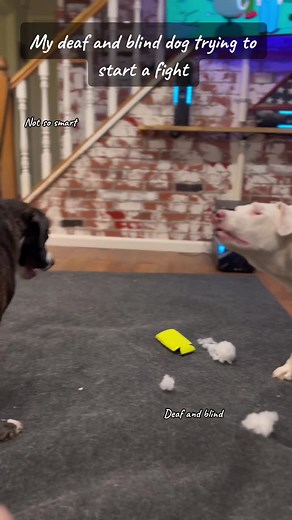 Deaf and Blind Dog Always Emerges Victorious