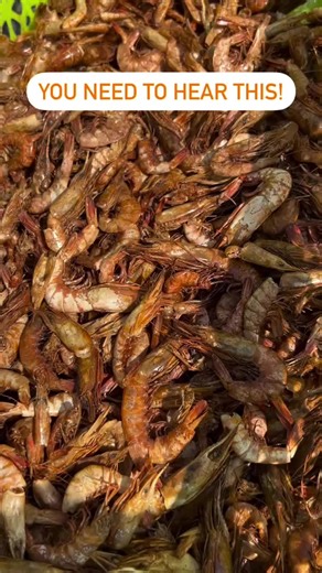 Properly Storing Shrimps and Prawns: Essential Tips
