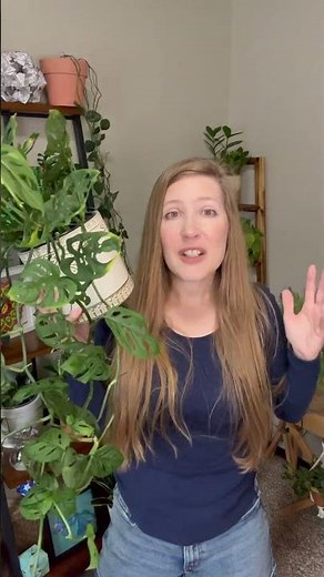 Monstera Adansonii: The Perfect Beginner Friendly Starter Plant! 🌿