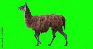Red llama walking. Isolated and cyclic animation. Green Screen.