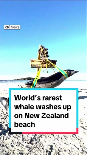 The body of a spade-toothed whale, a species so rare it has never been seen alive, appears to have washed up on a New Zealand beach, scientists say. The remains of the obscure, five-metre long, beaked creature was found near a river mouth in the southern Otago province on 4 July, government researchers said. Click the link in our bio to read more 📲 #rtenews #whale #NewZealand