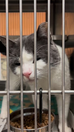 4.9K views · 147 reactions | Meet Mister Whiskers, a super friendly...