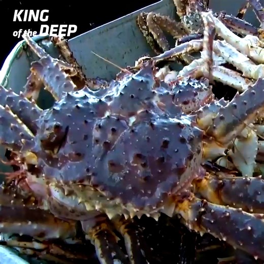 241K views · 5.7K reactions | 258,000 Pounds of King Crab — Johnathan vs Sig King Crab Rivalry Heats Up With Monster Catches! | King of the Deep | Facebook