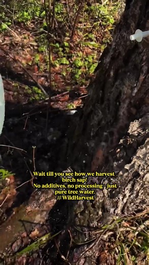 Natural Electrolytes: Birch Sap for Hydration