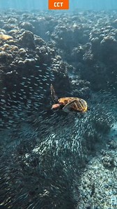 30K views · 403 reactions | ✨ Discover Cebu: 4 Days, 3 Nights of Adventure and Relaxation ️ Uncover the beauty of Cebu, from scenic landscapes to vibrant city vibes. Every moment is a story waiting to be told. Book now with CCT and let your journey begin! #DiscoverCebu #CebuAdventure #TravelWithCCT #TempleOfLeah #SiraoGarden #KawasanFalls #SumilonIsland #10KRoses #WhaleSharkWatching | Cebu Island Guide | Facebook