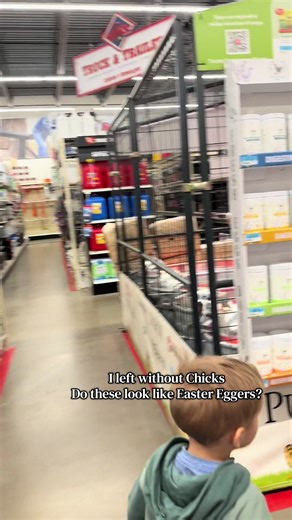 Leaving Without Baby Chicks: A Surprising Decision