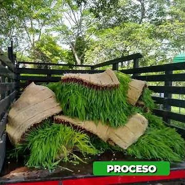 Sistema Forraje Verde Hidropónico (FVH), Hidroponía Industrial. Mas Clientes Felices.