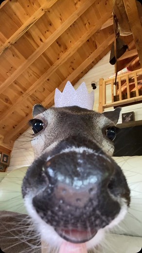 Deer Man | @crispy | Instagram