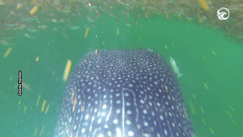 Swimming inside a giant bait ball
