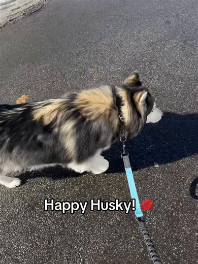 #husky