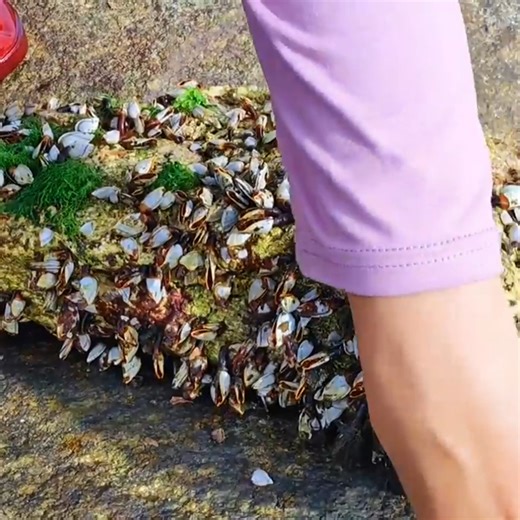 176K views · 2K reactions | After the storm, pearl shells and golden pearl shells spilled all over the beach. Gems, Diamonds | Pitogo High School Official | Facebook