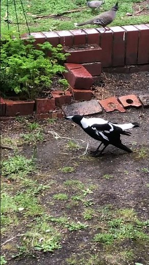 Wicky the magpie displaying mimicry (including possibly a car alarm?)