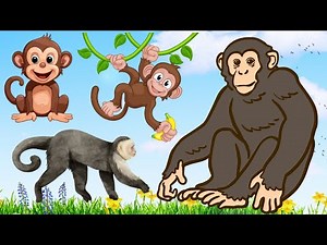 Monkey Sounds - Ape Sound Noise - Monkey sound Effect