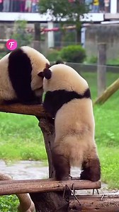 39K views · 1.2K reactions | Wild pandas play together. | Fabiosa Daily | Facebook