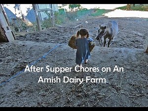 After Supper Feeding Chores On Amish Farm
