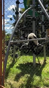 13K views · 396 reactions | The lemurs get chatty!  Lemurs are a social primate where communication is key. Our black and white ruffed lemurs frequently call throughout the day with loud vocalizations that may sound like fighting, but are actually essential calls these lemurs use to keep track of the group. | Point Defiance Zoo & Aquarium | Facebook