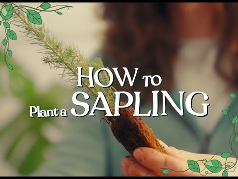 How to plant a sapling