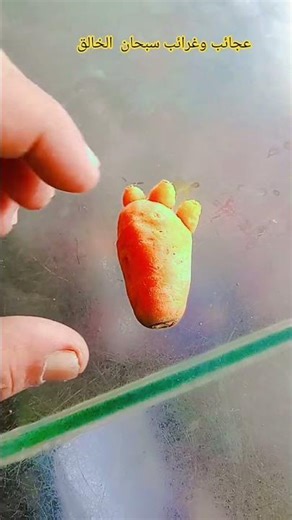 عجائب وغرائب سبحان الخالق